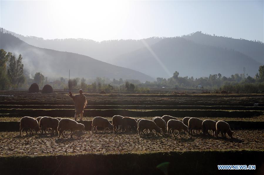 KASHMIR-SRINAGAR-DAILY LIFE