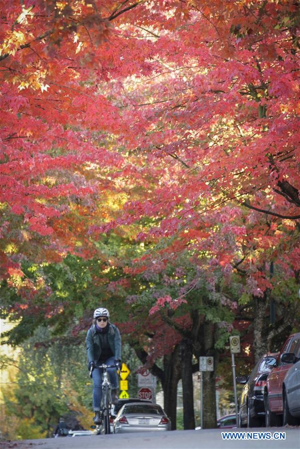 CANADA-VANCOUVER-AUTUMN-MAPLE