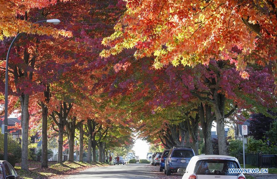 CANADA-VANCOUVER-AUTUMN-MAPLE