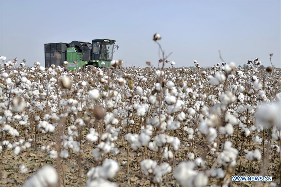 CHINA-HEBEI-COTTON-HARVEST (CN)