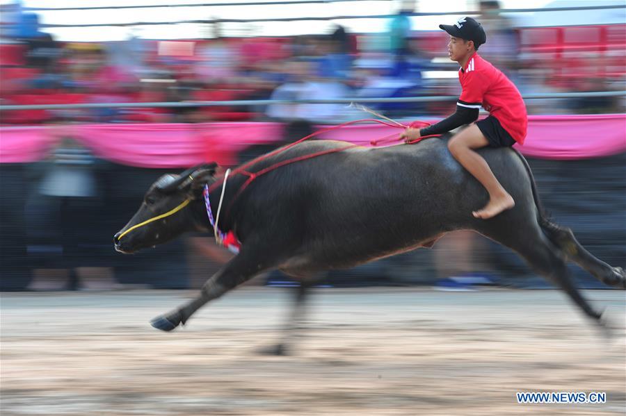 THAILAND-CHONBURI-BUFFALO RACING