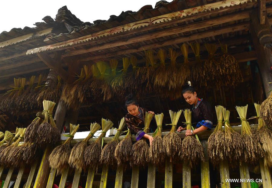 CHINA-GUANGXI-ANTAI-RICE-HARVEST (CN)