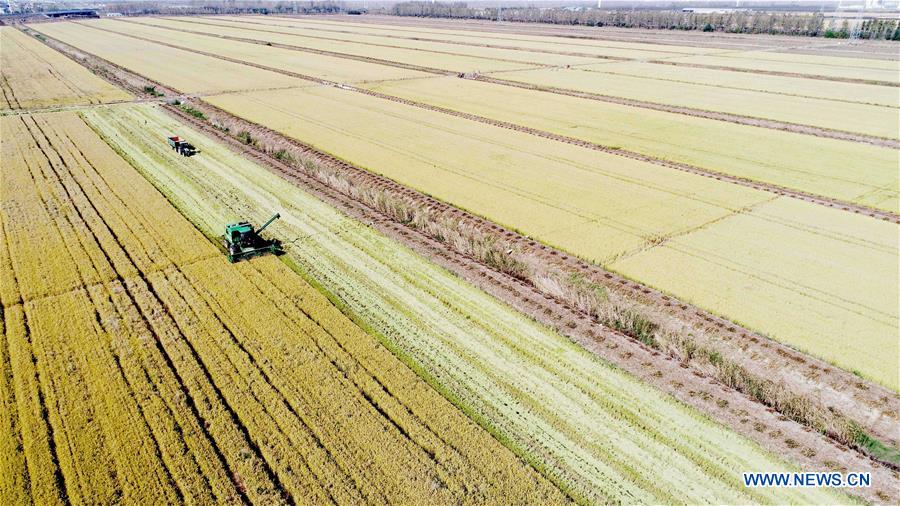 #CHINA-JIANGSU-HARVEST SEASON (CN)