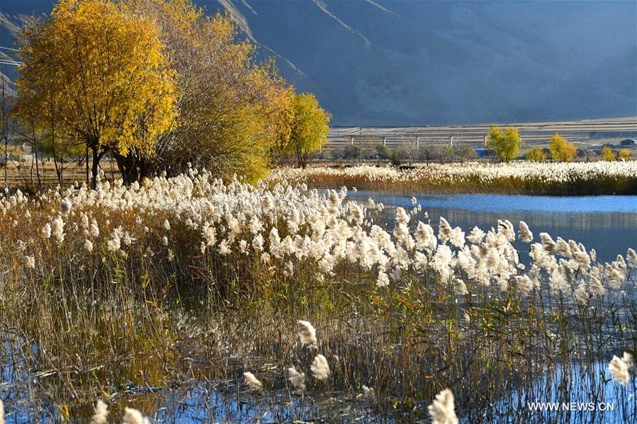 #CHINA-TIBET-LHASA-NATURE-REED (CN)