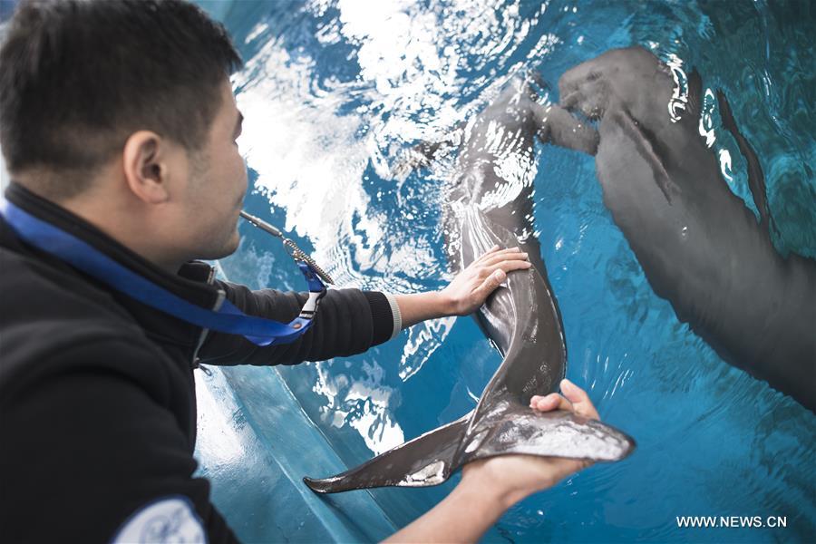 CHINA-HUBEI-FINLESS PORPOISE