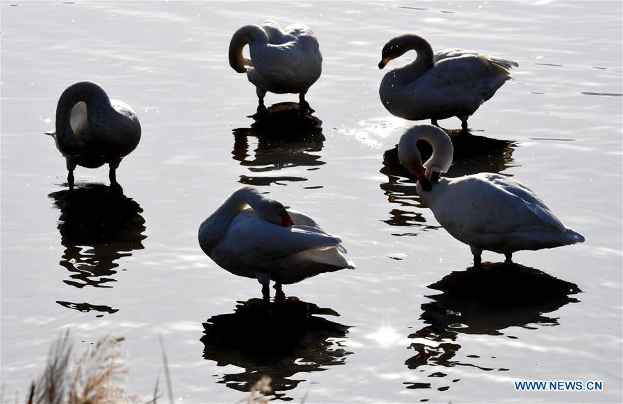 CHINA-HENAN-SANMENXIA-WHITE SWANS (CN)