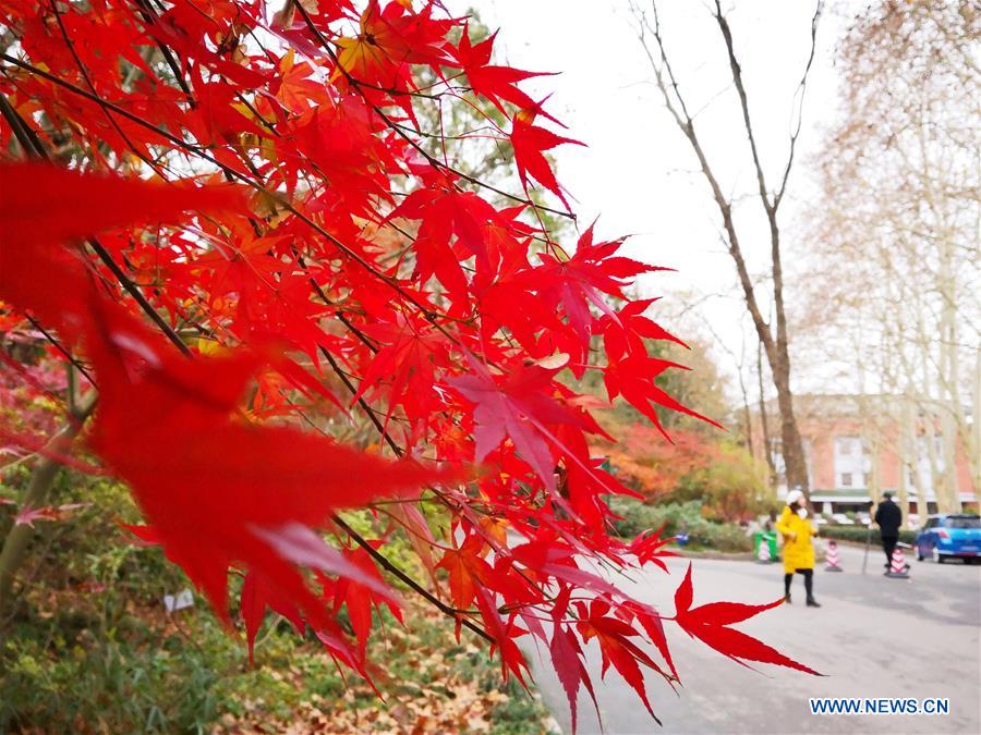 #CHINA-JIANGSU-MAPLE-SCENERY (CN)