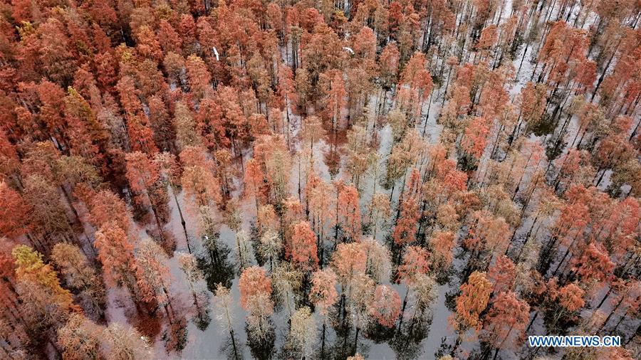 CHINA-ANHUI-LAI'AN-POND CYPRESS-SCENERY (CN)