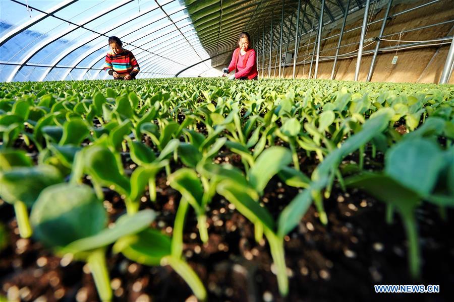 CHINA-HEBEI-VEGETABLES (CN)