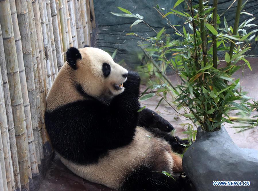 #CHINA-ANHUI-HUANGSHAN-GIANT PANDA (CN)