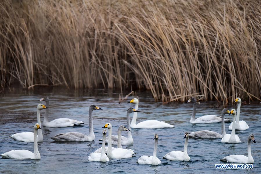 CHINA-QINGHAI-SWAN (CN)