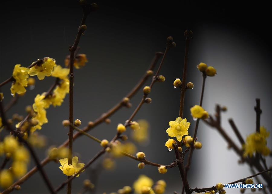 #CHINA-JIANGSU-HUAI'AN-PLUM BLOOSSOM (CN)