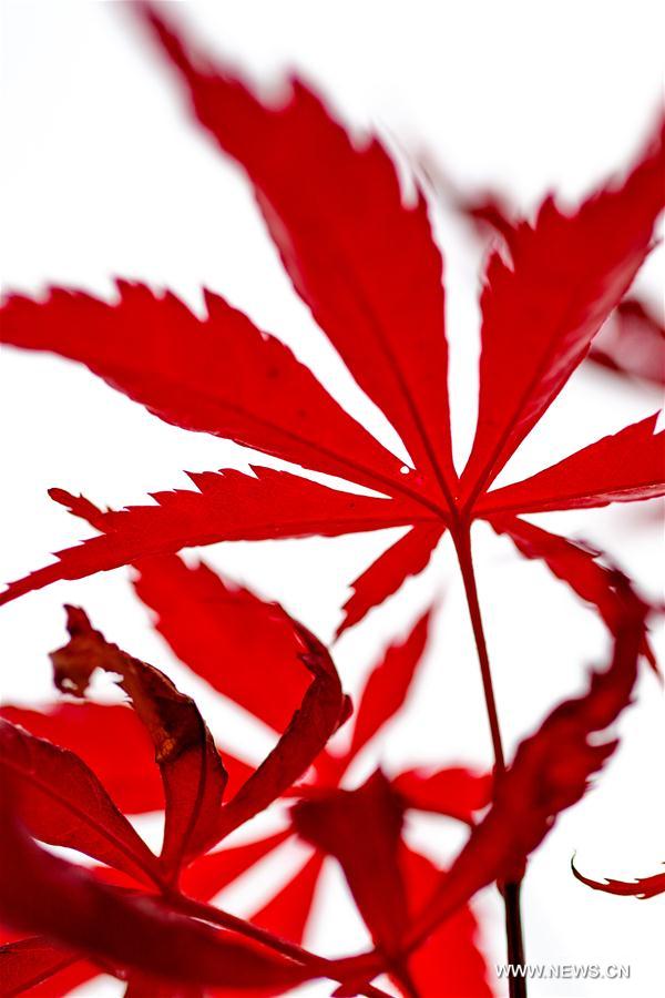 #CHINA-HUBEI-YICHANG-MAPLE LEAVES (CN)