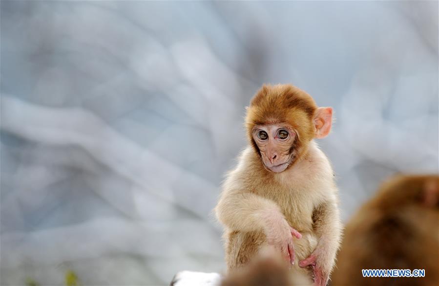 #CHINA-GUIZHOU-GUIYANG-SNOW-MONKEY (CN)