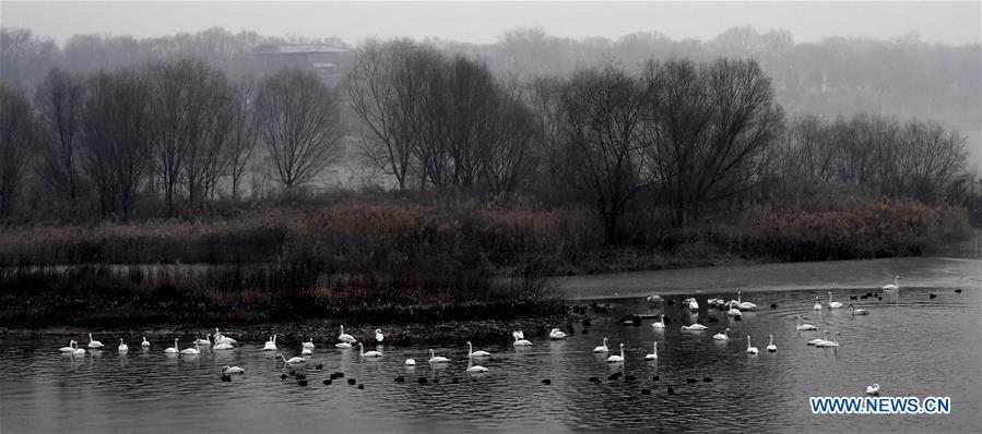 CHINA-HENAN-WHITE SWANS (CN)