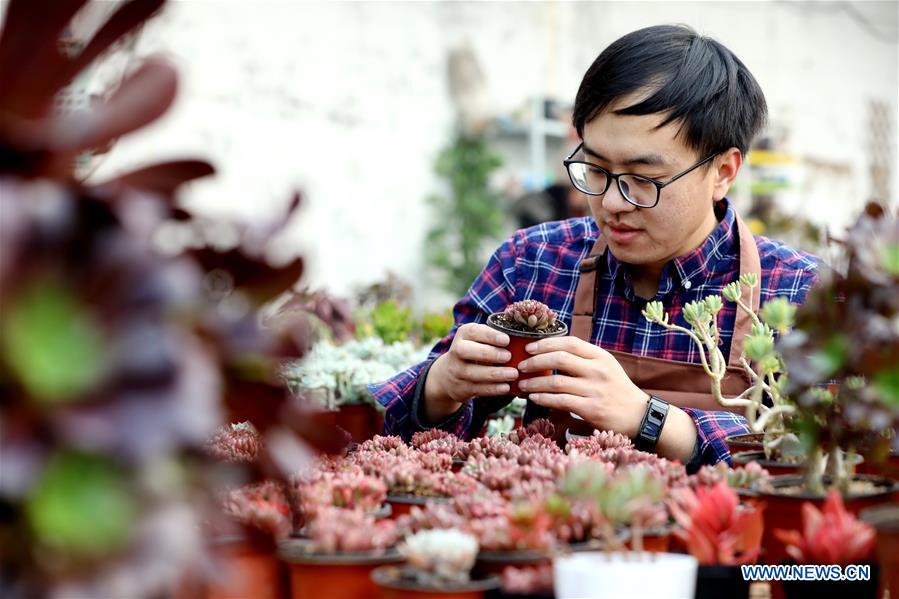 CHINA-HEBEI-SUCCULENT PLANTS (CN)