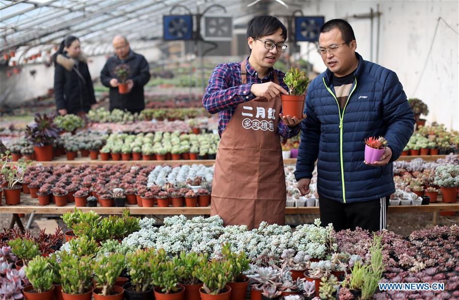 CHINA-HEBEI-SUCCULENT PLANTS (CN)