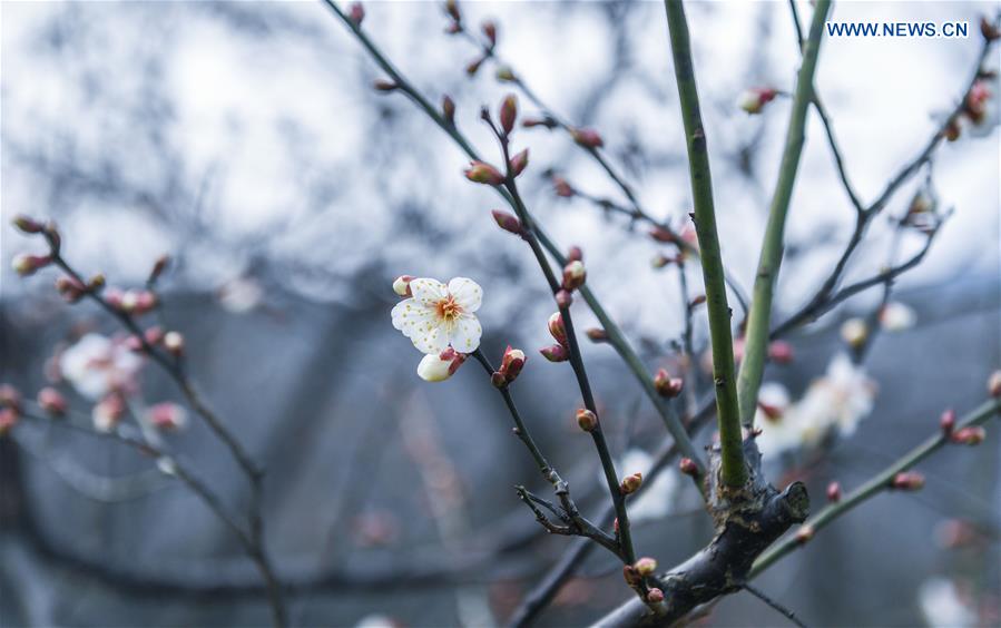 CHINA-HANGZHOU-WINTER BLOSSOMS (CN)