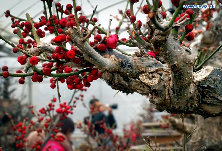 CHINA-HENAN-YANLING-PLUM BLOSSOMS (CN)