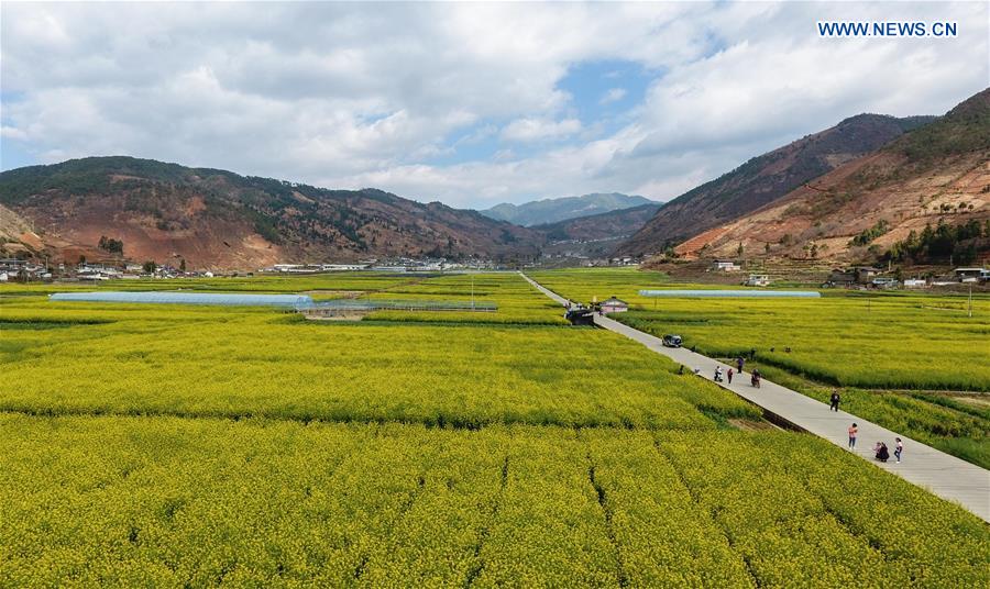 CHINA-SICHUAN-MIYI COUNTY-COLE FLOWERS (CN)