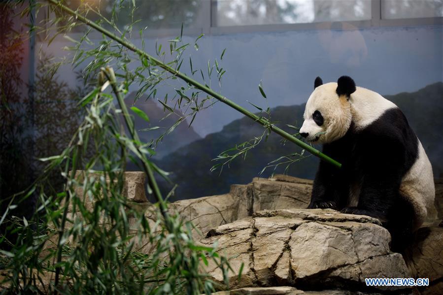 U.S.-WASHINGTON D.C.-NATIONAL ZOO-GAINT PANDA HOUSE-HOUSEWARMING EVENT