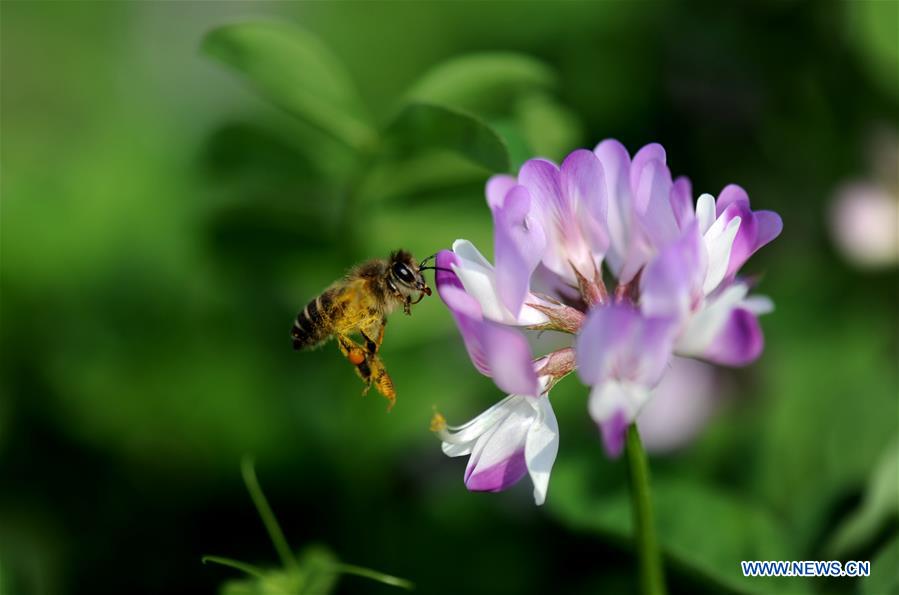 CHINA-SHANGHAI-SPRING SCENERY-BLOSSOMS (CN)