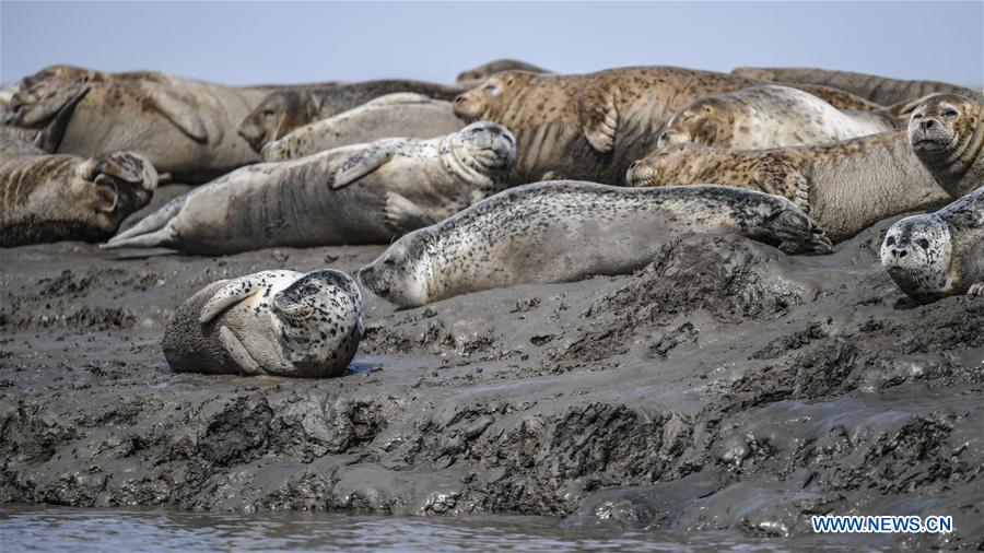 CHINA-LIAONING-PANJIN-SPOTTED SEALS (CN)