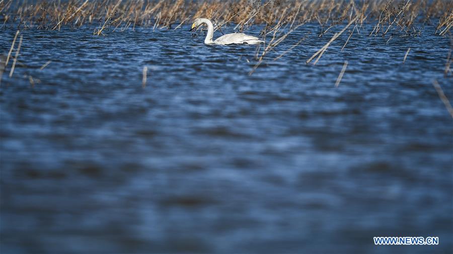 CHINA-LIAONING-RESERVOIR-SWANS (CN)