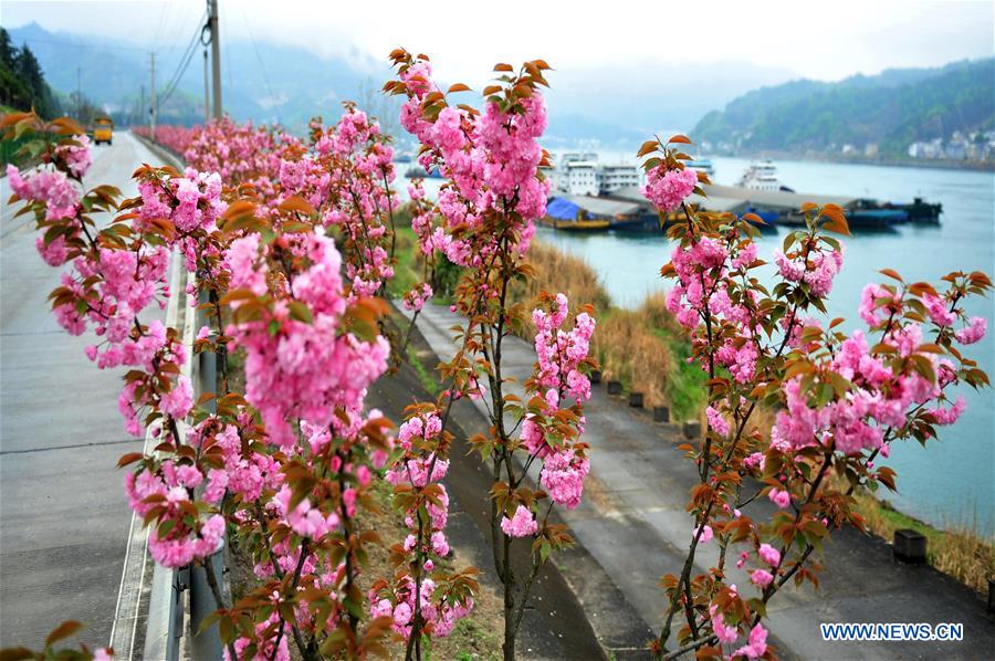 #CHINA-HUBEI-YICHANG-CHERRY BLOSSOMS (CN)