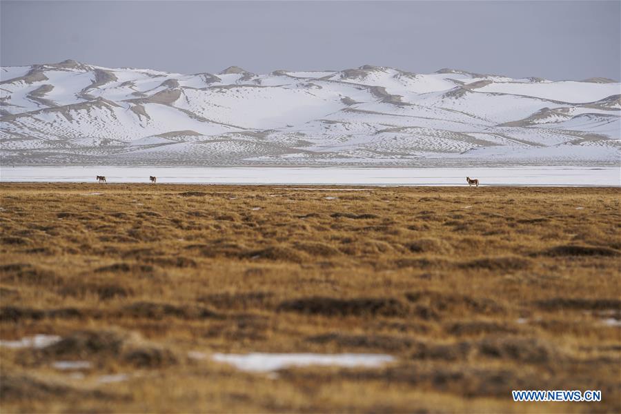 CHINA-XINJIANG-ALTUN MOUNTAINS-WILDLIFE-LANDSCAPE (CN)