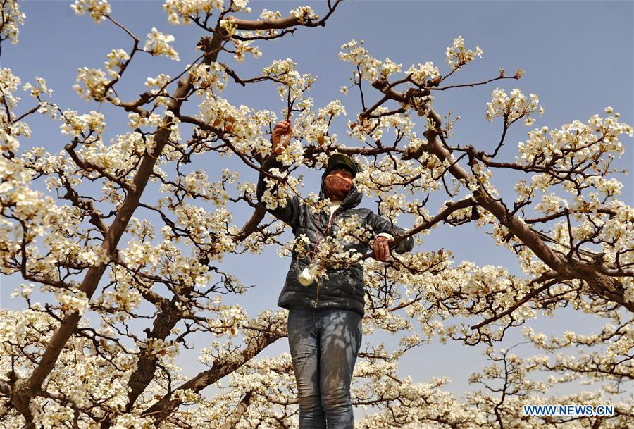 CHINA-SUNING-PEAR BLOSSOMS (CN)