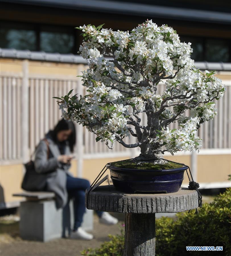 JAPAN-SAITAMA-BONSAI ART MUSEUM