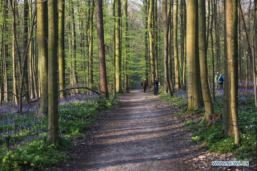 BELGIUM-BRUSSLES-NATURE-BLUEBELLS