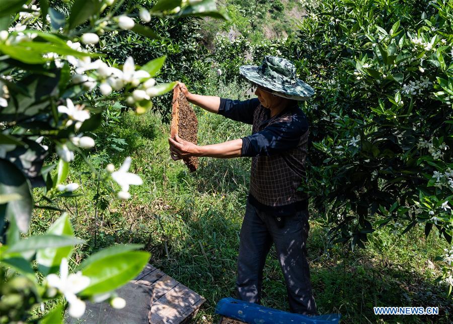 #CHINA-HUBEI-YICHANG-ECONOMY-BEE-HONEY (CN)