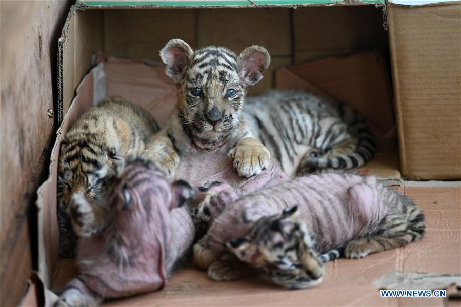 CHINA-HEILONGJIANG-HAILIN-TIGER CUBS (CN)