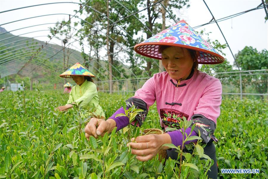 CHINA-HEBEI-LINCHENG-TEA PLANTING (CN)