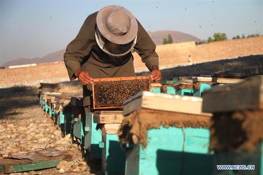 AFGHANISTAN-NANGARHAR-BEE FARM