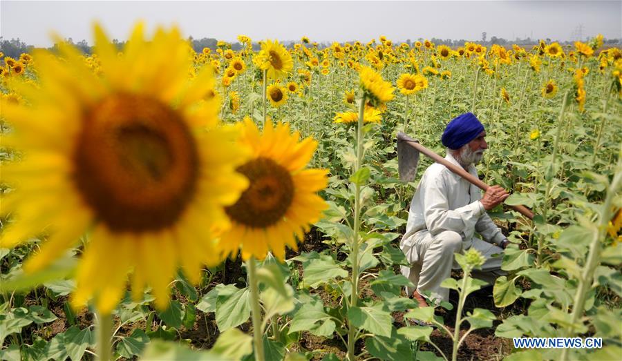 KASHMIR-JAMMU-SUNFLOWERS