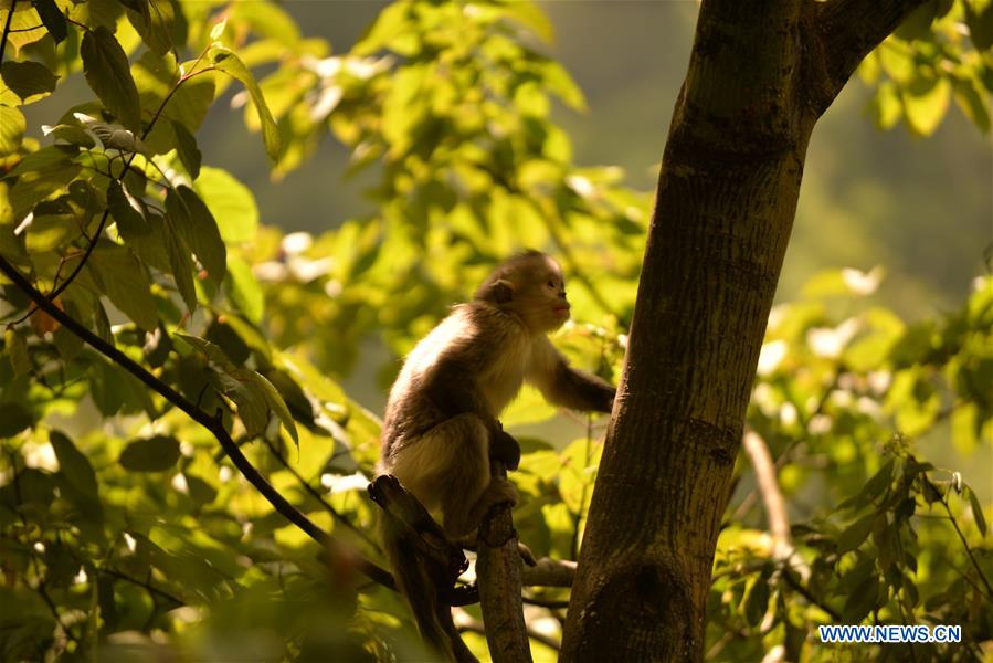 Xinhua Headlines: Saving Yunnan golden hair monkeys