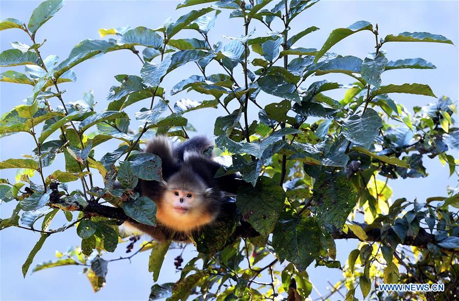 Xinhua Headlines: Saving Yunnan golden hair monkeys