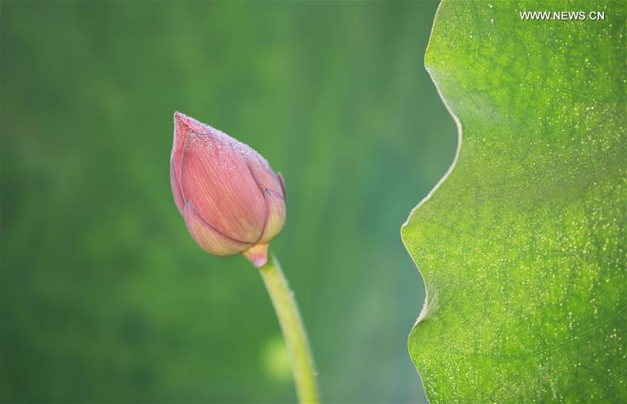 #CHINA-HUNAN-NATURE-LOTUS(CN)