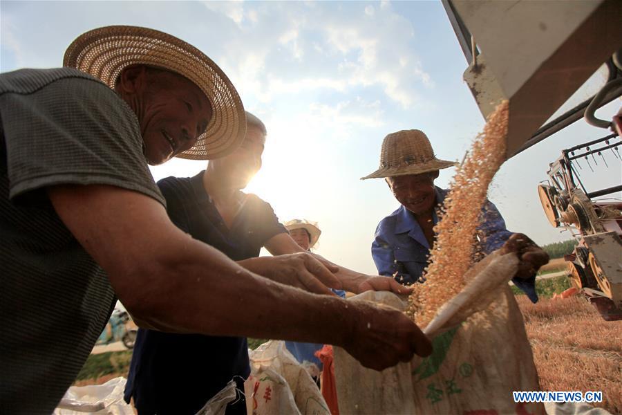 #CHINA-WHEAT-HARVEST (CN)