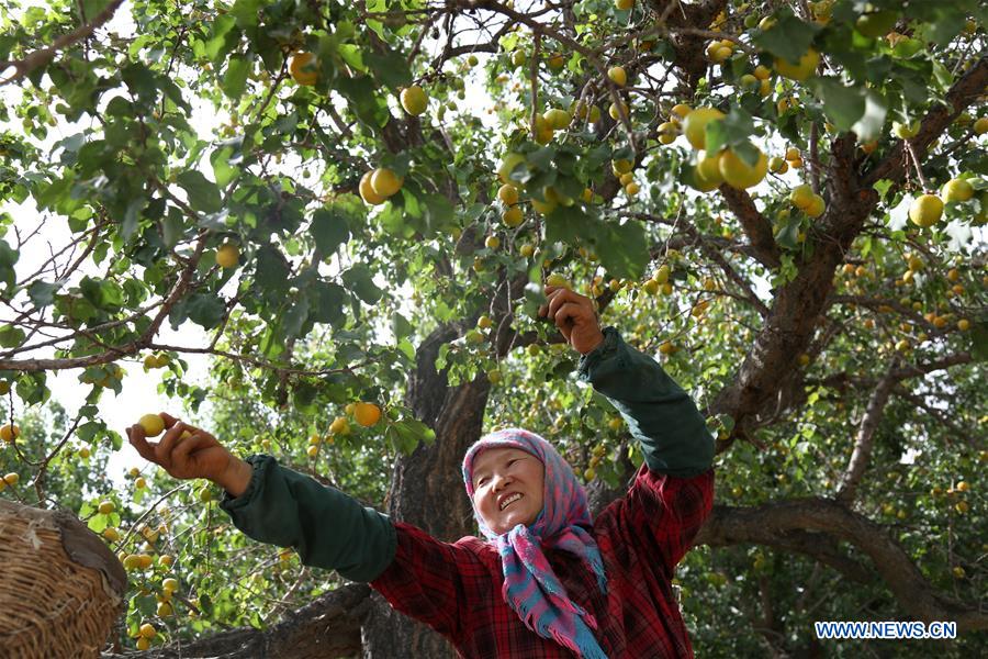 #CHINA-GANSU-DUNHUANG-APRICOTS (CN)