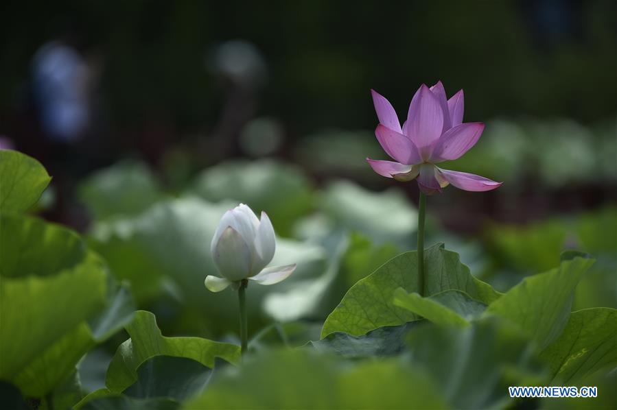 CHINA-HEBEI-XIANGHE-LOTUS FLOWERS (CN)