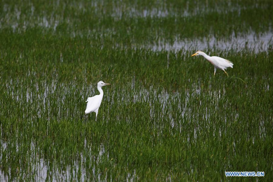 TURKEY-SAMSUN-KIZILIRMAK DELTA-SCENERY (CN)