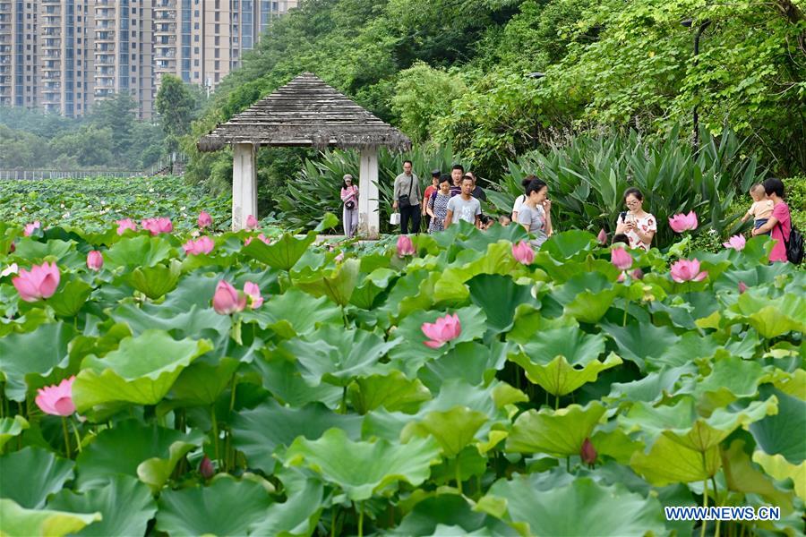 CHINA-FUJIAN-FUZHOU-LOTUS (CN)