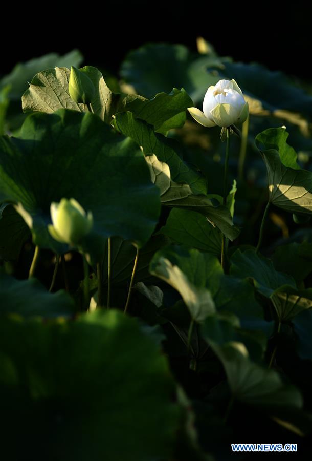 CHINA-SHAANXI-LOTUS FLOWERS (CN)