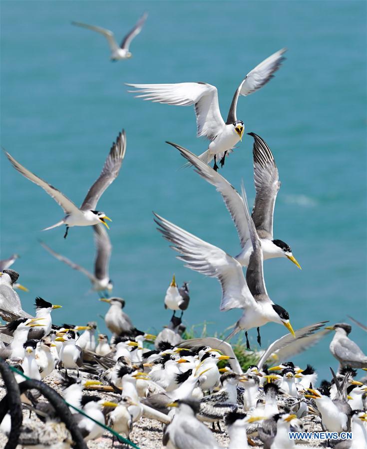 CHINA-ZHEJIANG-NINGBO-CHINESE CRESTED TERN(CN)