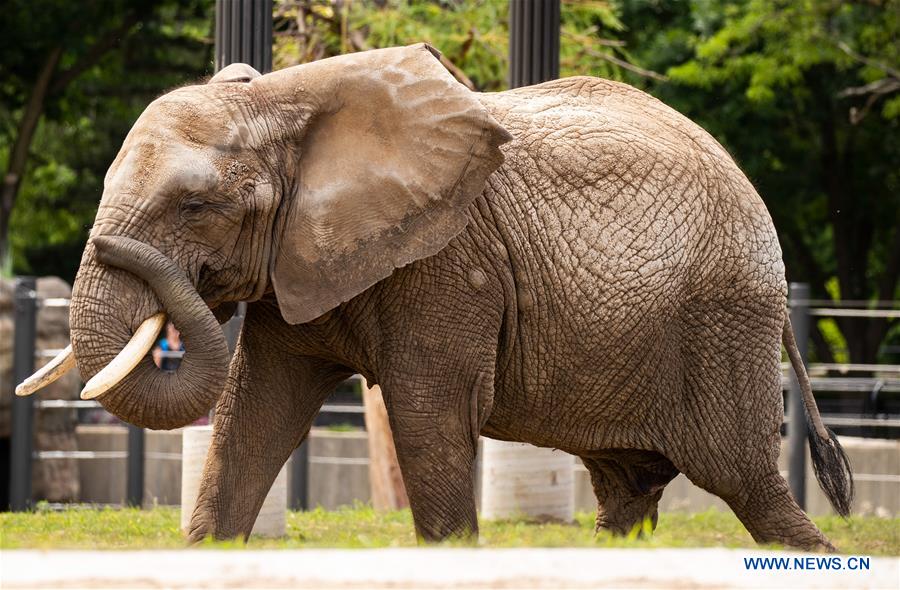 U.S.-MILWAUKEE-ZOO-ELEPHANT