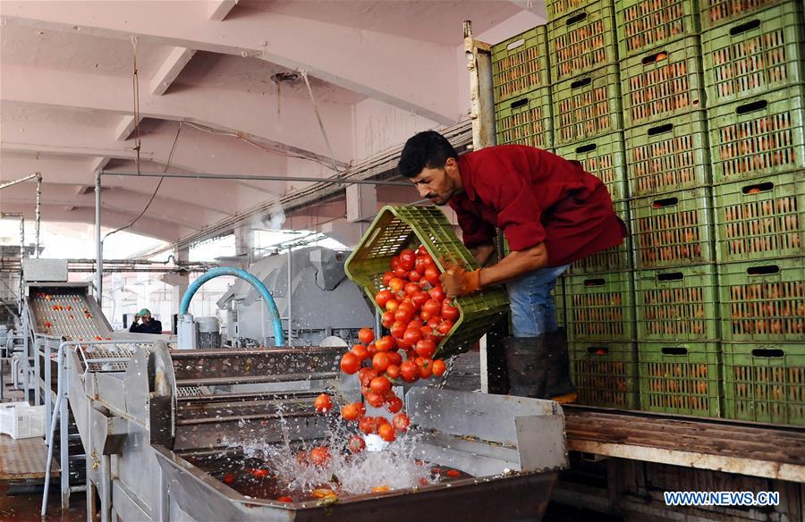 SYRIA-DAMASCUS-TOMATO-PASTE-MAKING